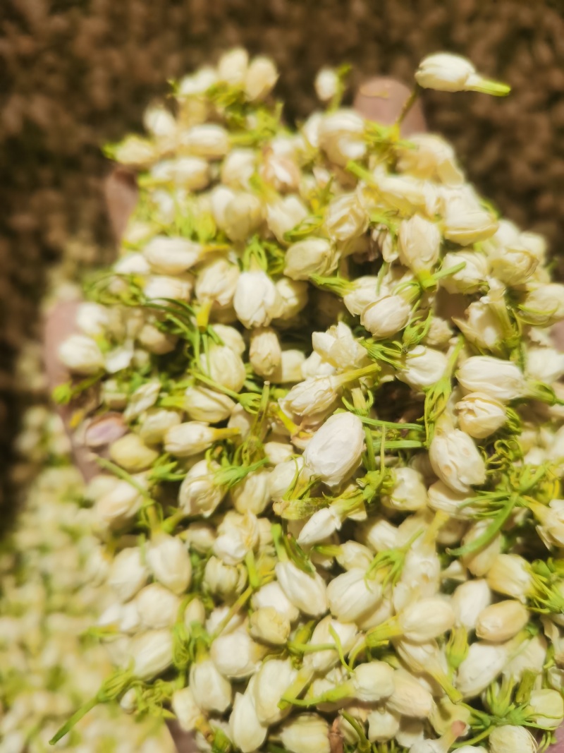 茉莉花新货喝用茉莉花泽润中药批发零售各种中药