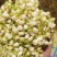茉莉花新货喝用茉莉花泽润中药批发零售各种中药