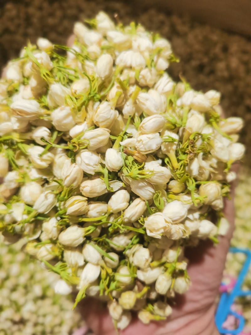 茉莉花新货喝用茉莉花泽润中药批发零售各种中药