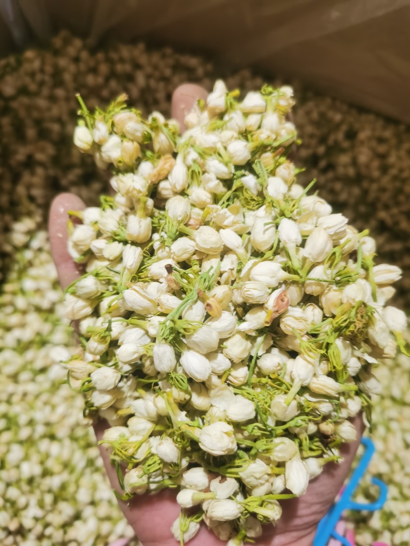 茉莉花新货喝用茉莉花泽润中药批发零售各种中药