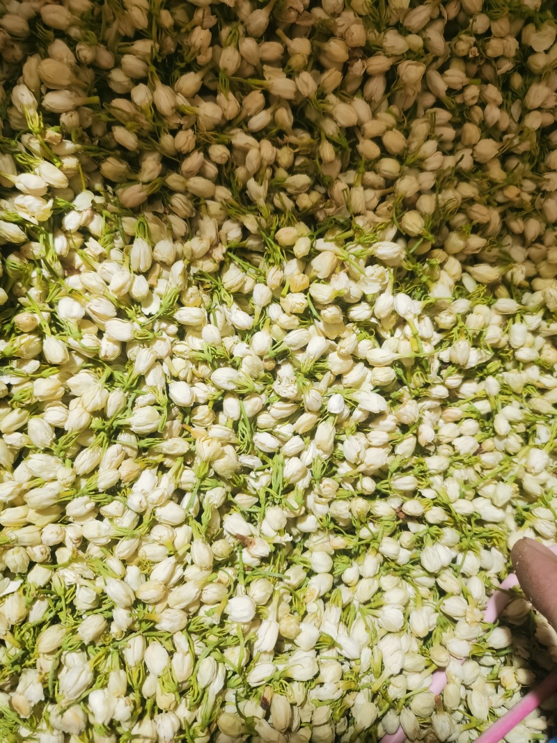茉莉花新货喝用茉莉花泽润中药批发零售各种中药