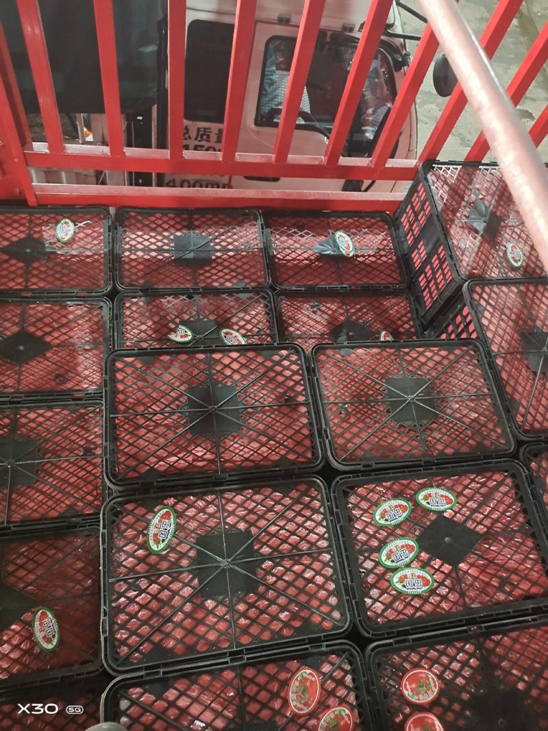 西红柿