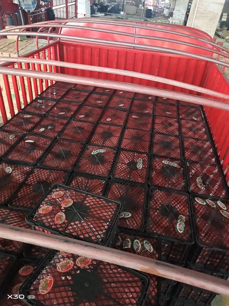 西红柿