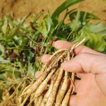 广西百部种苗，优质农产品上新