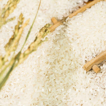自家种植大米