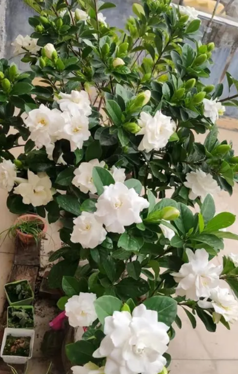 栀子花，栀子花苗，栀子花鲜花，栀子花切花