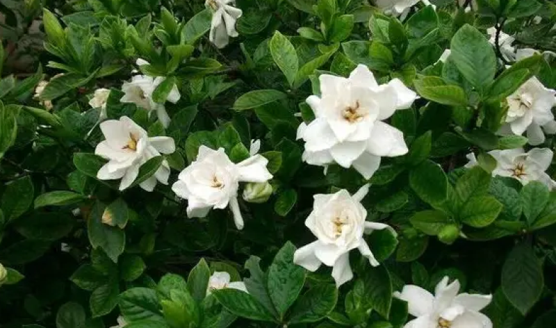 栀子花，栀子花苗，栀子花鲜花，栀子花切花