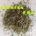 中药材萹蓄草包邮扁蓄扁竹竹节草猪牙草蚂蚁草道生草