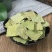 正品荷叶中药材荷叶片荷叶干散装小荷叶河叶山楂陈皮泡茶泡水