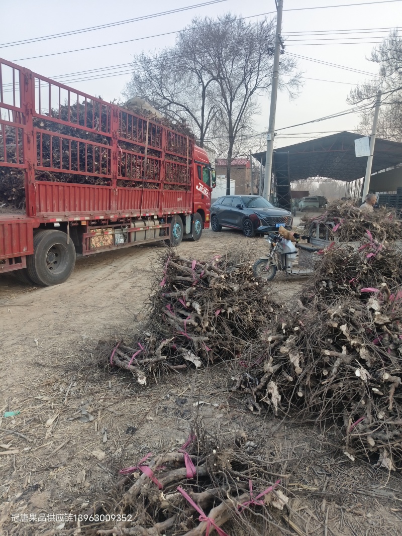 葡萄树淘宝，占地用苗圃直发产量高发货快免费技术指导
