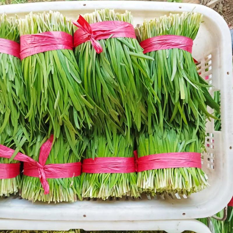 贵州高山韭菜