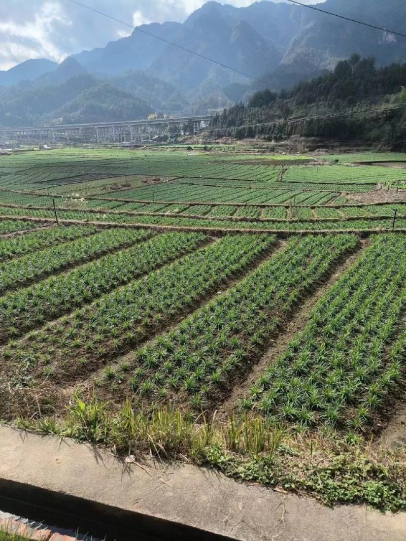 贵州高山韭菜