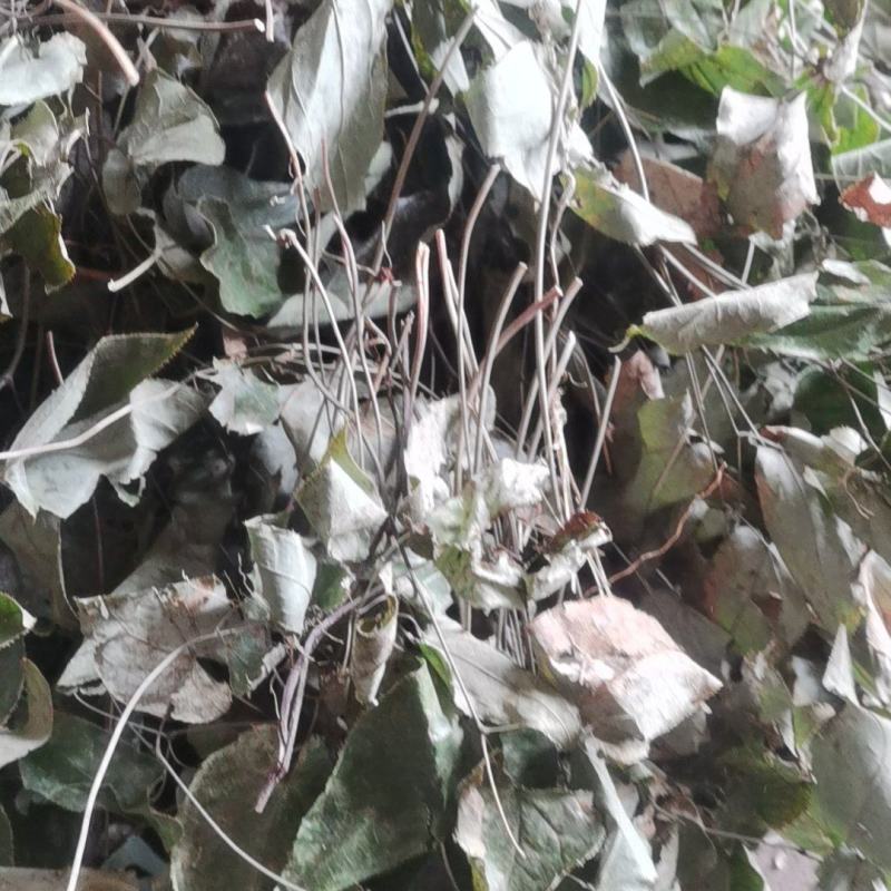 大量出售无根淫羊藿