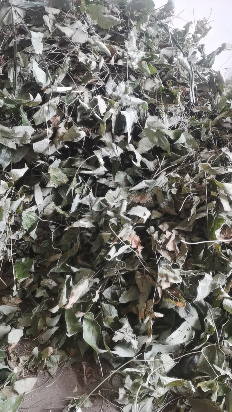 大量出售无根淫羊藿
