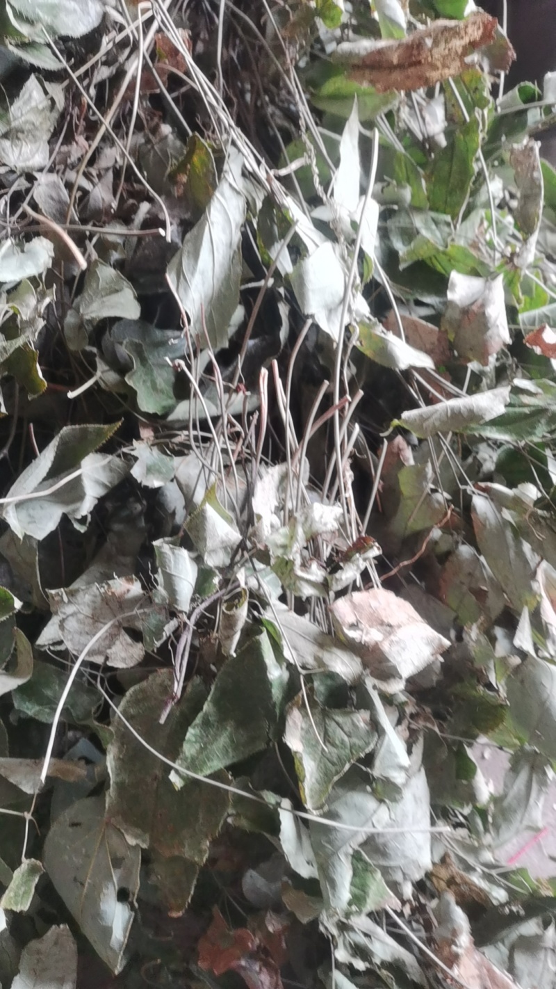 大量出售无根淫羊藿