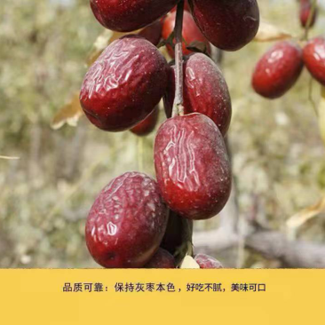 正宗若羌灰枣