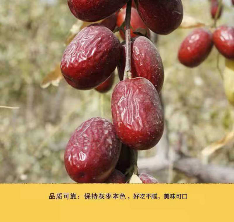 正宗若羌灰枣