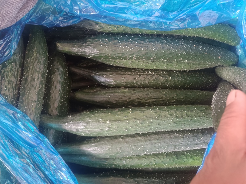 河北石家庄藁城精品油亮密刺黄瓜大量上市口感**