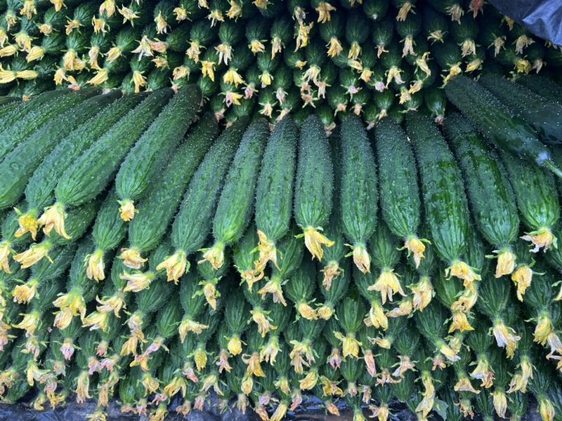 山东莘县精品黄瓜大量上市。