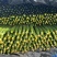 山东莘县精品黄瓜大量上市。基地直发货源充足
