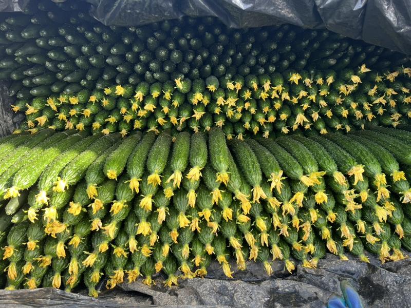 山东莘县精品黄瓜大量上市。