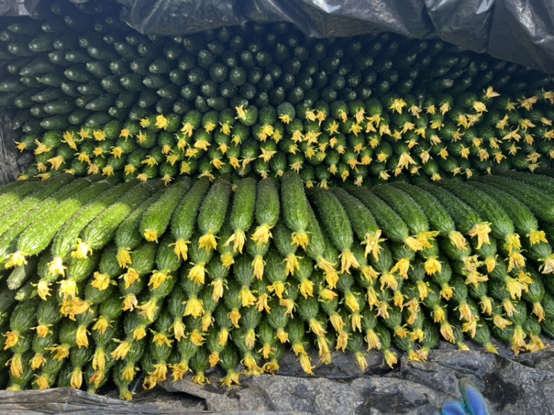 山东莘县精品黄瓜大量上市。基地直发货源充足