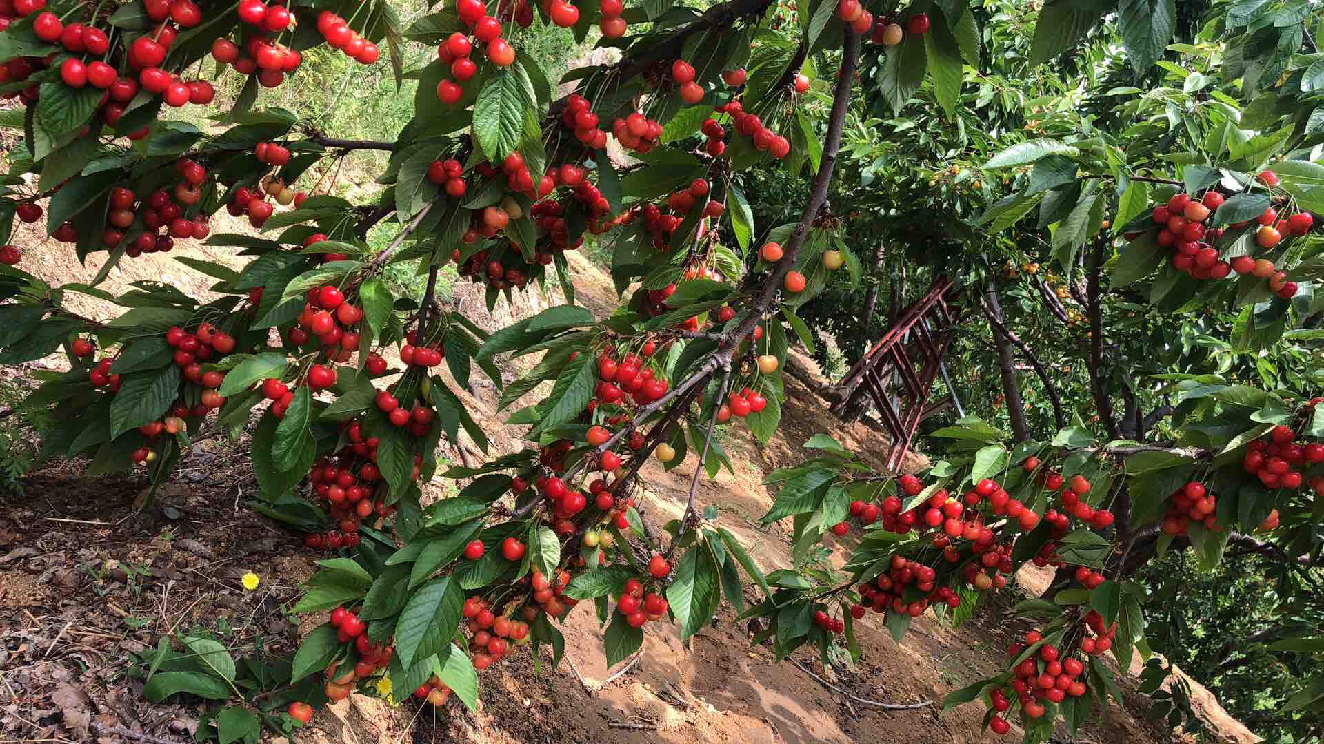 红灯樱桃采摘场景