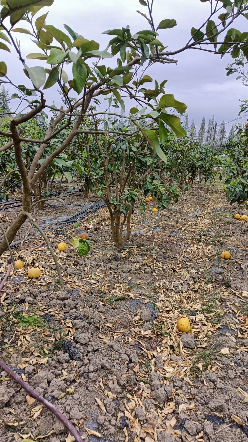 精品柚子树规格齐全货源充足量大从优质量保证欢迎咨询