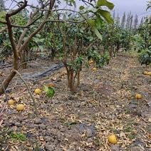 精品柚子树规格齐全货源充足量大从优质量保证欢迎咨询