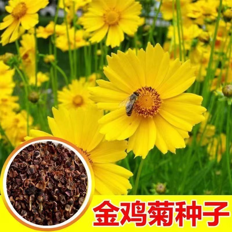 金鸡菊种子飞燕草千鸟花种子大花飞燕庭院四季庭院花卉草种子