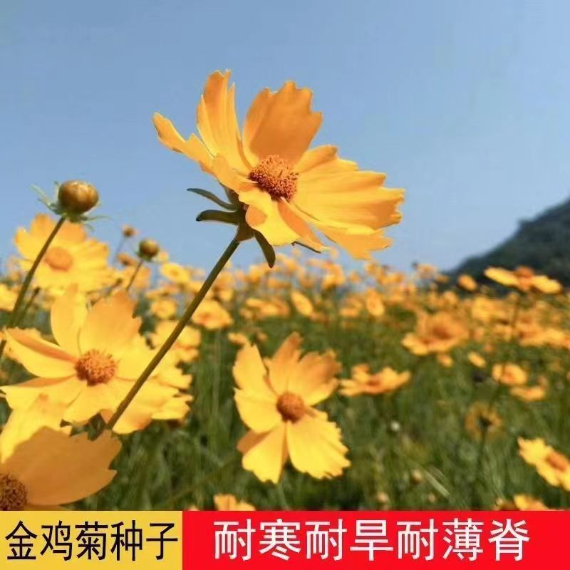 金鸡菊种子飞燕草千鸟花种子大花飞燕庭院四季庭院花卉草种子