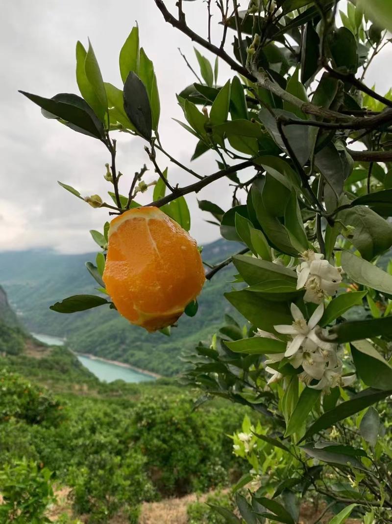 湖北秭归伦晚大量上市