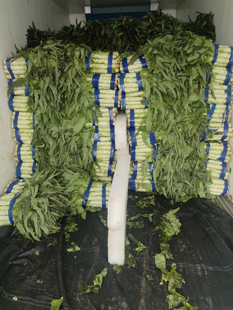 莴笋红叶香笋大量有货价格合适，支持全国发货，视频看货