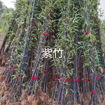 1_3公分紫竹