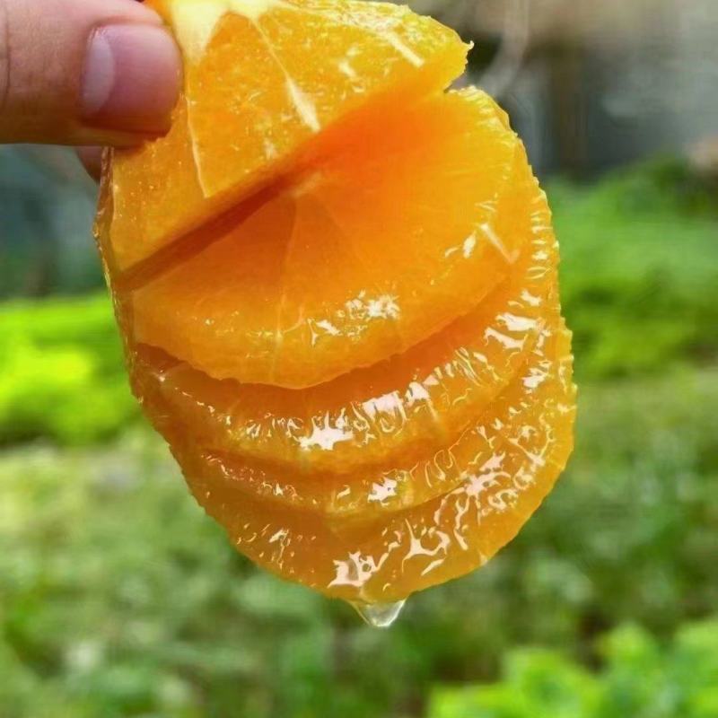 长虹脐橙/纯甜无渣果肉细腻/皮薄汁多颜色火红/产地直发