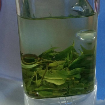 小叶苦丁茶