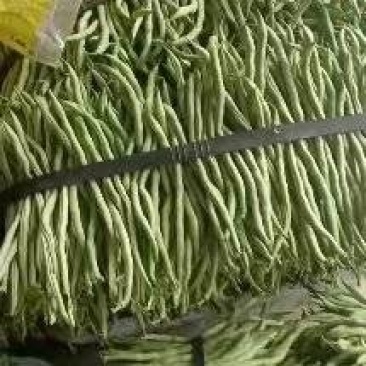 无茎豆，万亩豆王大量上市，每天价格随行