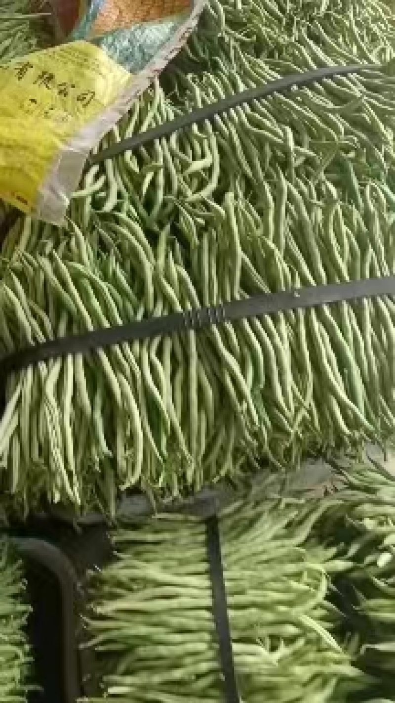 无茎豆，万亩豆王大量上市，每天价格随行