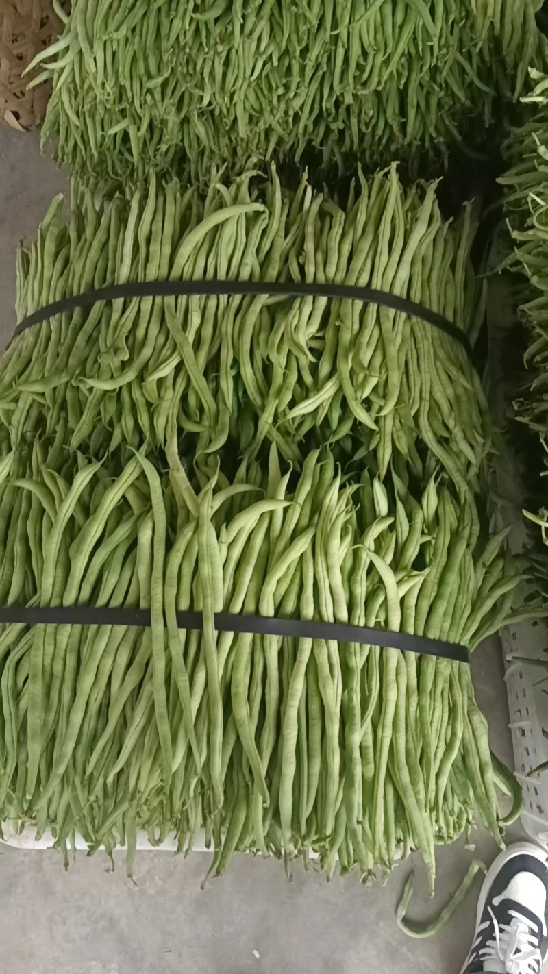 无茎豆，万亩豆王大量上市，每天价格随行