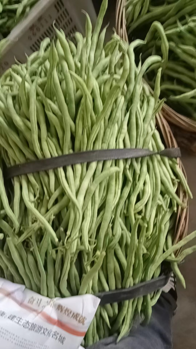 无茎豆，万亩豆王大量上市，每天价格随行