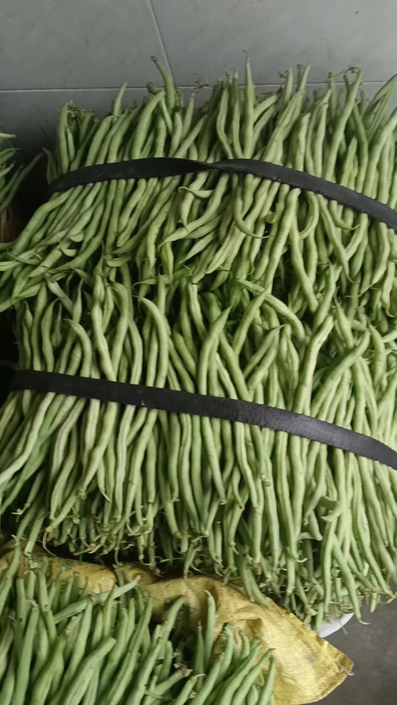 无茎豆，万亩豆王大量上市，每天价格随行