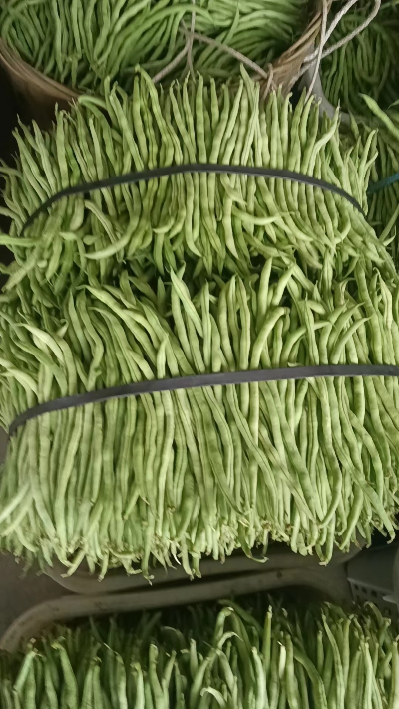 无茎豆，万亩豆王大量上市，每天价格随行