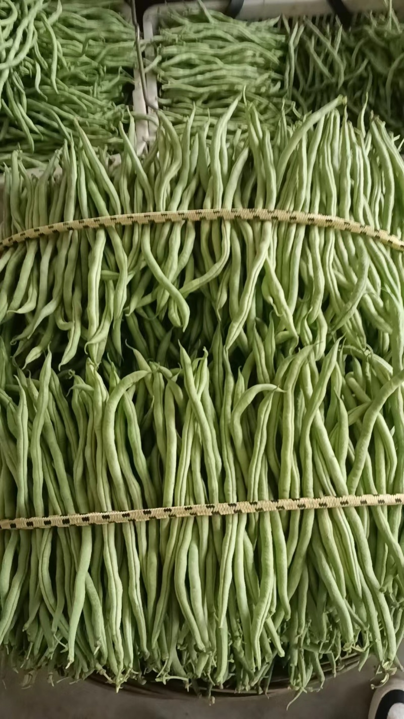 无茎豆，万亩豆王大量上市，每天价格随行