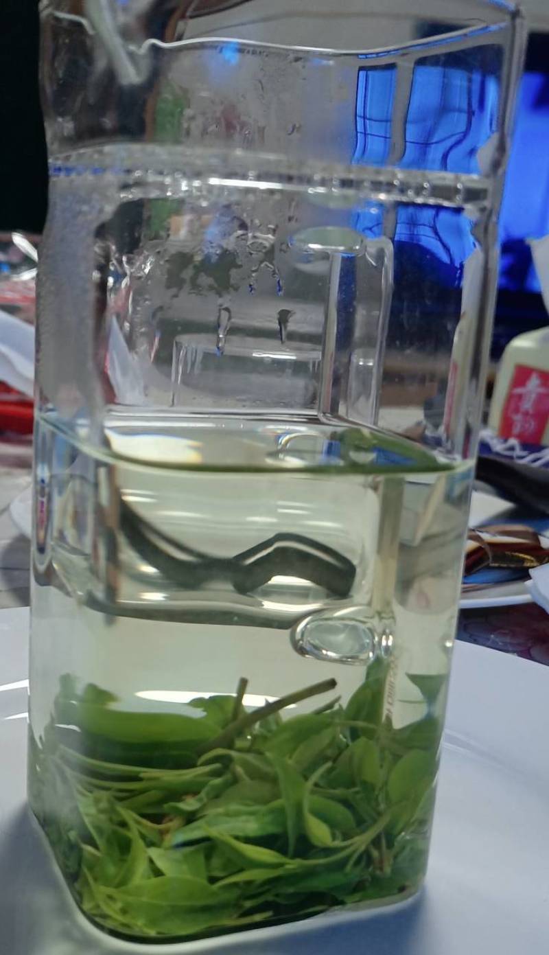 小叶苦丁茶