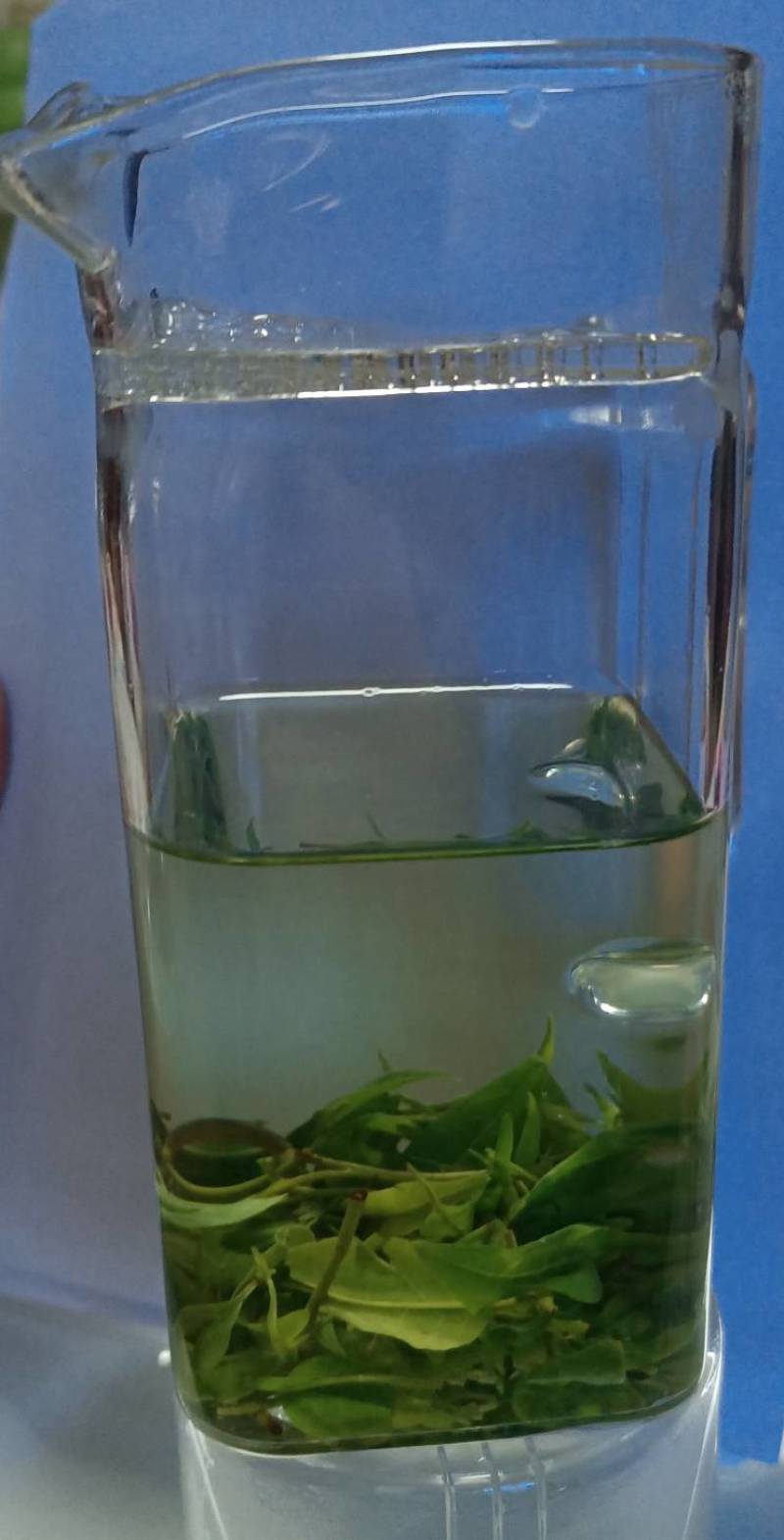 小叶苦丁茶