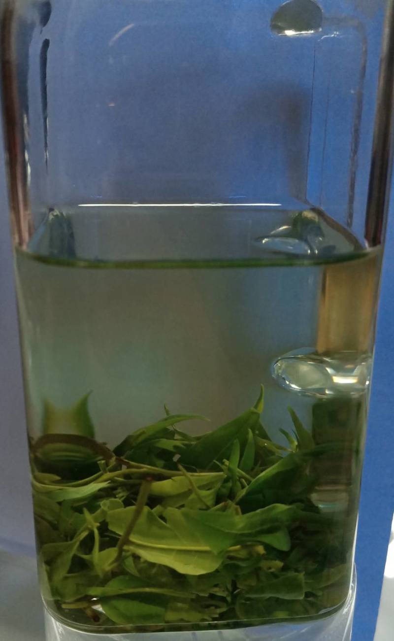 小叶苦丁茶