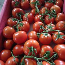 大红串果西红柿大量上市，每天收购十万斤以上！有岀口经验！