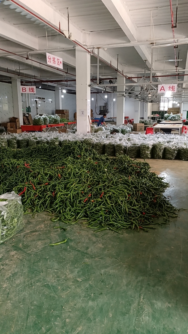螺丝青线，辣天下21号，美味口感好，选货批发