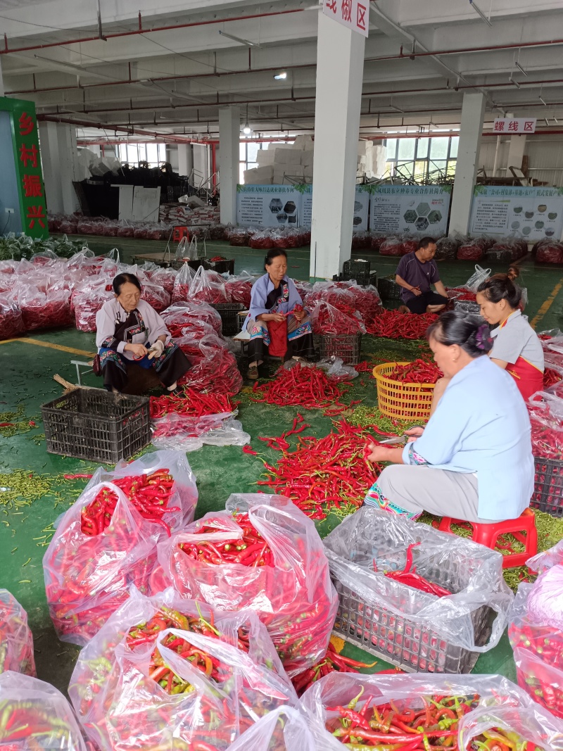 螺丝青线，辣天下21号，美味口感好，选货批发