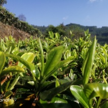 普洱银康十号茶叶有梦想老板可以合作，我提供货你负责销售